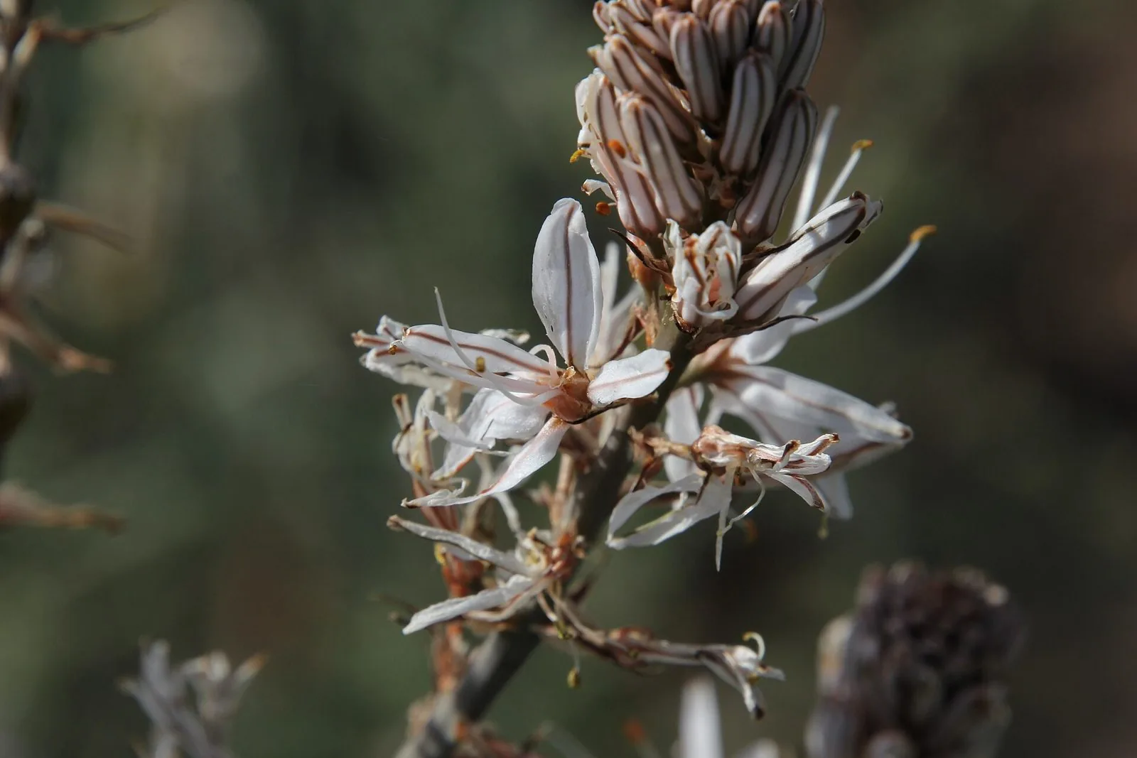 Primo piano di un'infiorescenza di asfodelo con petali bianchi segnati da una sottile nervatura bruna, su sfondo verde sfocato