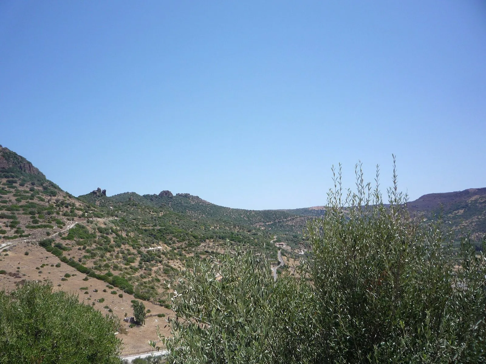 Colline sarde in piena estate sotto un cielo azzurro limpido, con macchia mediterranea, prati secchi dorati e rami di ulivo in primo piano